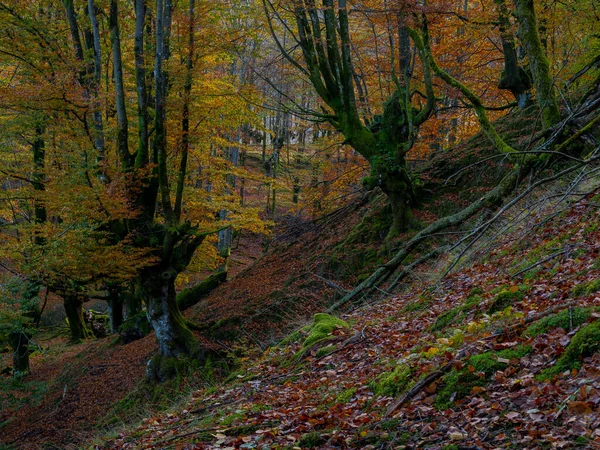 Naturalny Krajobraz Pochyłego Lasu Jesienią — Zdjęcie stockowe