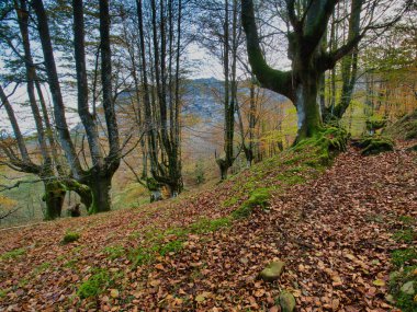 Mossy Roots 'lu Antik Kayın Ağaçları - Sonbaharda kayın ormanının büyüleyici dikey görüntüsü, yosun kaplı ağaç gövdeleri ve eğri büğrü kökleri düşmüş kahverengi yapraklarla kaplı bir zemin üzerinde.