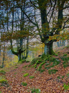Mossy Roots 'lu Antik Kayın Ağaçları - Sonbaharda kayın ormanının büyüleyici dikey görüntüsü, yosun kaplı ağaç gövdeleri ve eğri büğrü kökleri düşmüş kahverengi yapraklarla kaplı bir zemin üzerinde.