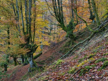 Mossy Roots 'lu Antik Kayın Ağaçları - Sonbaharda kayın ormanının büyüleyici dikey görüntüsü, yosun kaplı ağaç gövdeleri ve eğri büğrü kökleri düşmüş kahverengi yapraklarla kaplı bir zemin üzerinde.
