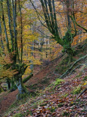 Mossy Roots 'lu Antik Kayın Ağaçları - Sonbaharda kayın ormanının büyüleyici dikey görüntüsü, yosun kaplı ağaç gövdeleri ve eğri büğrü kökleri düşmüş kahverengi yapraklarla kaplı bir zemin üzerinde.