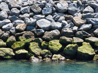 Deniz yosunu Kıyı Dalgakıranının Kayalarını Kaplamıştı - Güneşli bir günde, canlı yeşil yosun ve deniz yosunlarıyla dolu doğal kaya kırıntıları.
