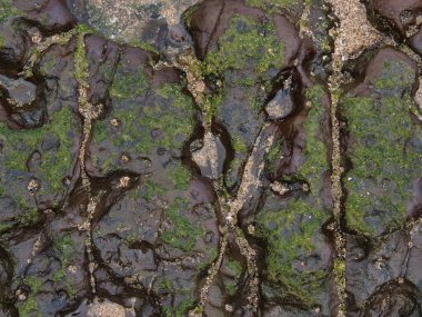 Soyut Kıyı Kayası ve Deniz Yosunu Dokusu- Karanlık, nemli kıyı kayaları, canlı yeşil deniz yosunları ve düşük gelgitte dağınık kum tanecikleri.