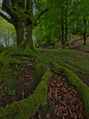 Antik kökleriyle muhteşem yosunsu kayın ormanları, yosun kaplı kayın ağacı gövdesinin büyüleyici manzarası ve sisli bir günde yemyeşil bir ormanda ortaya çıkan güçlü kökleri..