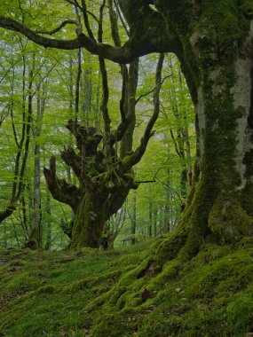 Antik kökleriyle muhteşem yosunsu kayın ormanları, yosun kaplı kayın ağacı gövdesinin büyüleyici manzarası ve sisli bir günde yemyeşil bir ormanda ortaya çıkan güçlü kökleri..