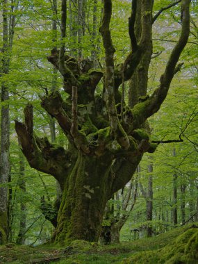 Antik kökleriyle muhteşem yosunsu kayın ormanları, yosun kaplı kayın ağacı gövdesinin büyüleyici manzarası ve sisli bir günde yemyeşil bir ormanda ortaya çıkan güçlü kökleri..