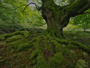 Antik kökleriyle muhteşem yosunsu kayın ormanları, yosun kaplı kayın ağacı gövdesinin büyüleyici manzarası ve sisli bir günde yemyeşil bir ormanda ortaya çıkan güçlü kökleri..