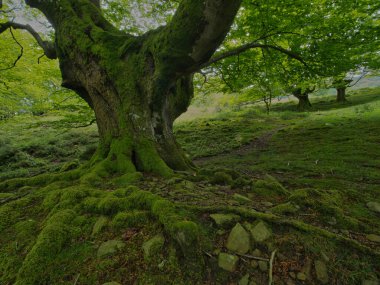 Antik kökleriyle muhteşem yosunsu kayın ormanları, yosun kaplı kayın ağacı gövdesinin büyüleyici manzarası ve sisli bir günde yemyeşil bir ormanda ortaya çıkan güçlü kökleri..