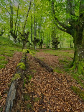 Antik kökleriyle muhteşem yosunsu kayın ormanları, yosun kaplı kayın ağacı gövdesinin büyüleyici manzarası ve sisli bir günde yemyeşil bir ormanda ortaya çıkan güçlü kökleri..