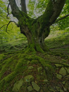 Antik kökleriyle muhteşem yosunsu kayın ormanları, yosun kaplı kayın ağacı gövdesinin büyüleyici manzarası ve sisli bir günde yemyeşil bir ormanda ortaya çıkan güçlü kökleri..