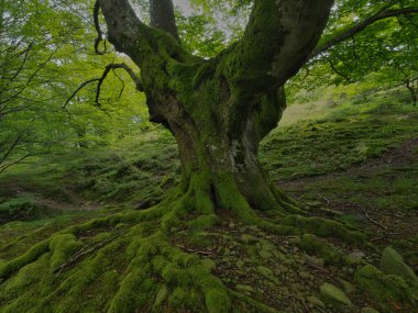 Antik kökleriyle muhteşem yosunsu kayın ormanları, yosun kaplı kayın ağacı gövdesinin büyüleyici manzarası ve sisli bir günde yemyeşil bir ormanda ortaya çıkan güçlü kökleri..