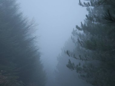 Sisli bir Sabah 'ta Puslu Orman Ağaçları - Yoğun bir çam ormanının karanlık, karamsar ve atmosferik bir görüntüsü yoğun bir sabah sisi ile örtülmüş, gizemli ve sakin bir manzara yaratıyor.