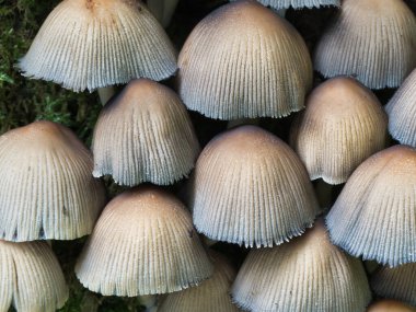 Vibrant Moss üzerine ince katmanlı mürekkep mantarı kümesi. Geniş, açık renkli ve dokulu, parlak yeşil yosunlu bir tabakada sıkıca büyüyen küçük bir grup mantarın detaylı yakın çekimi..