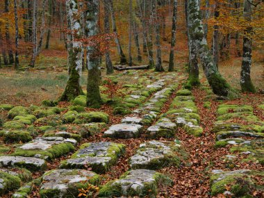 Tarihsel Yosun kaplı Taş Yol Sonbahar Ormanı boyunca sakin geniş açılı bir ortaçağ yolu ya da parlak yeşil yosun ve dağınık kahverengi yapraklar ile kaplı eski yol Avrupa ormanlarında.
