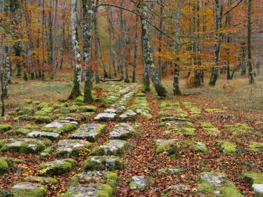 Tarihsel Yosun kaplı Taş Yol Sonbahar Ormanı boyunca sakin geniş açılı bir ortaçağ yolu ya da parlak yeşil yosun ve dağınık kahverengi yapraklar ile kaplı eski yol Avrupa ormanlarında.