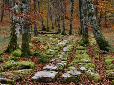 Tarihsel Yosun kaplı Taş Yol Sonbahar Ormanı boyunca sakin geniş açılı bir ortaçağ yolu ya da parlak yeşil yosun ve dağınık kahverengi yapraklar ile kaplı eski yol Avrupa ormanlarında.