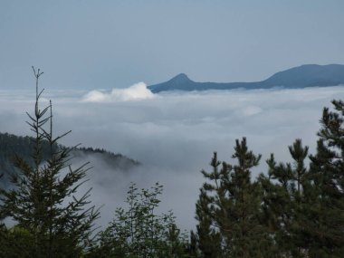 Sis kaplı vadiyi çevreleyen çam ağaçları - Evergreen ağaçları, yüksek irtifadaki atmosferde yoğun bir bulut tepesinden ya da sisten zirveye ulaşan uzak bir dağ sırtı çerçevesi oluşturur.