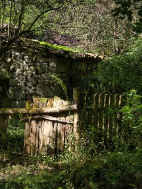 Terk edilmiş Taş Kulübe ve Ormandaki Ahşap Çit - Yosun kaplı taş harabe ve aşınmış ahşap çit kapısı Yoğun, canlı yeşil orman bitkileriyle kaplı.