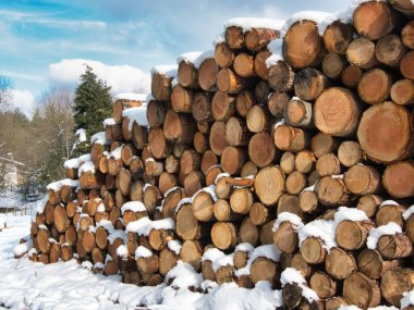 Kışın karla kaplı Kütük Yığını ve Ormanı - Bulutlu bir gökyüzü altında, kışın kırsal bir alanda taze karla kaplanmış kesilmiş büyük tahta kütükler yığını.