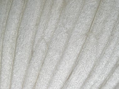 Soğan kabuğunun soyut beyaz lif dokusu - Şeffaf, lifli ve ince çizgili beyaz soğan derisi dokusunun aşırı makro görünümü.