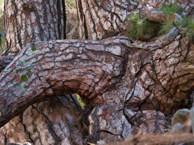 Gnarled Pine Tree Trunks ve Rough Bark - Birbirine dolanmış, birbirine dolanmış, kalın, çatlamış, kırmızımsı kahverengi kabuklu ve eğri büğrü, eğri büğrü bir ormanda ahşap gövdeler.