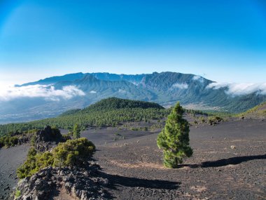Volkanik Tepe Manzarası 'ndaki yalnız çam ağacı - Siyah volkanik bir yamaçta tek bir çam ağacı engin dağ sırasının panoramik bir manzarası ve açık mavi gökyüzü altında bulut oluşumları.