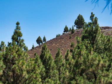 Volkanik yamaçtaki Kanarya Çam Ormanı - Canlı yeşil Kanarya ağaçları açık mavi gökyüzünün altında daha küçük çam ağaçlarıyla benekli kırmızı-kahverengi volkanik bir yamaç manzarası oluşturuyorlar.