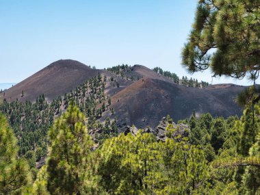Çam Ormanı Çerçeveleme Volkanik Kül Konileri - Berrak, yeşil Kanarya Çam ağaçları Çamlarla kaplı, koyu, yuvarlak volkanik kül konilerini çerçeveliyorlar.