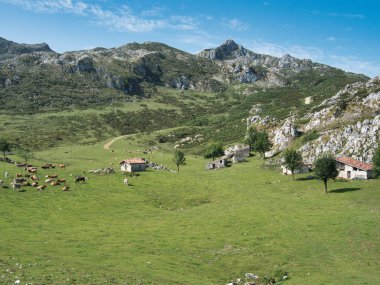 Yüksek bir dağ çayırının panoramik manzarası (