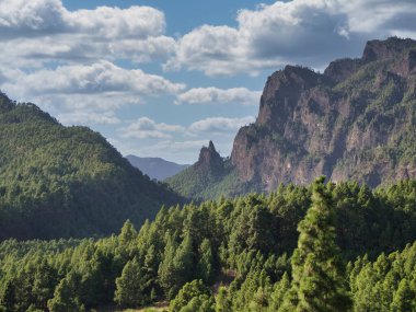 Volkanik tepe ve çam ormanı manzarası, La Palma - Yoğun bir Kanarya çam ormanı vadisinden yükselen belirgin Roque Idafe zirvesi ile çarpıcı manzara güzel bulutlu bir gökyüzü altında.