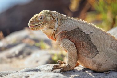 Barrington land iguana (Conolophus pallidus) on Santa Fe Island, Galapagos National Park, Ecuador. It is endemic to Santa Fe Island.