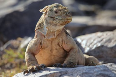 Barrington land iguana (Conolophus pallidus) on Santa Fe Island, Galapagos National Park, Ecuador. It is endemic to Santa Fe Island.