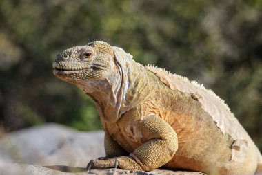 Santa Fe Adası, Galapagos Ulusal Parkı, Ekvador 'da Barrington arazi iguanası (Conolophus pallidus). Santa Fe Adası 'na özgü..