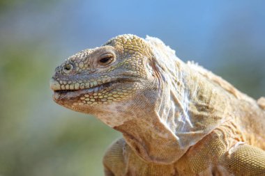 Barrington land iguana (Conolophus pallidus) on Santa Fe Island, Galapagos National Park, Ecuador. It is endemic to Santa Fe Island.