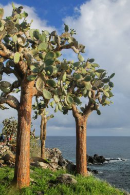 Santa Fe Adası, Galapagos Ulusal Parkı, Ekvador 'daki Büyük Dikenli Armut kaktüsü (Opuntia galapageia). Galapagos Adaları 'na özgüdür..