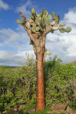 Santa Fe Adası, Galapagos Ulusal Parkı, Ekvador 'daki Büyük Dikenli Armut kaktüsü (Opuntia galapageia). Galapagos Adaları 'na özgüdür..