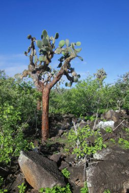 Santa Fe Adası, Galapagos Ulusal Parkı, Ekvador 'daki Büyük Dikenli Armut kaktüsü (Opuntia galapageia). Galapagos Adaları 'na özgüdür..