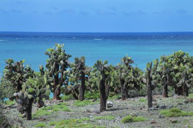Güney Plaza Adası, Galapagos Ulusal Parkı, Ekvador 'daki dikenli armut kaktüsleri. Bu kaktüs Galapagos Adalarına özgü..