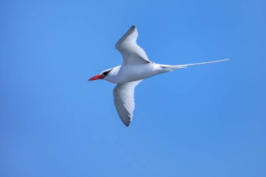 Kırmızı gagalı tropik kuş (Phaethon aethereus) Güney Plaza Adası yakınlarında, Galapagos Ulusal Parkı, Ekvador.
