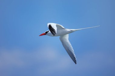 Kırmızı gagalı tropik kuş (Phaethon aethereus) Güney Plaza Adası yakınlarında, Galapagos Ulusal Parkı, Ekvador.