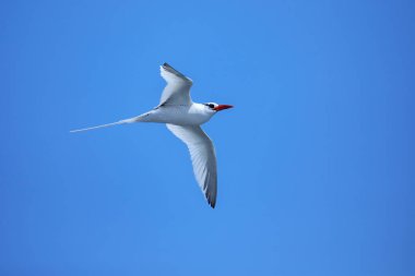 Kırmızı gagalı tropik kuş (Phaethon aethereus) Güney Plaza Adası yakınlarında, Galapagos Ulusal Parkı, Ekvador.