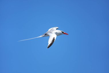 Kırmızı gagalı tropik kuş (Phaethon aethereus) Güney Plaza Adası yakınlarında, Galapagos Ulusal Parkı, Ekvador.
