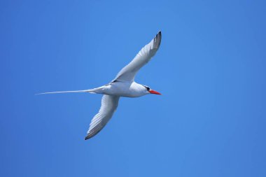 Kırmızı gagalı tropik kuş (Phaethon aethereus) Güney Plaza Adası yakınlarında, Galapagos Ulusal Parkı, Ekvador.