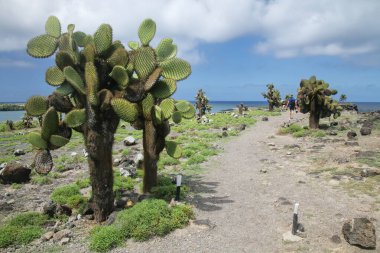 Güney Plaza Adası, Galapagos Ulusal Parkı, Ekvador 'daki dikenli armut kaktüsleri. Bu kaktüs Galapagos Adalarına özgü..