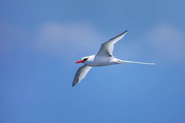 Kırmızı gagalı tropik kuş (Phaethon aethereus) Güney Plaza Adası yakınlarında, Galapagos Ulusal Parkı, Ekvador.