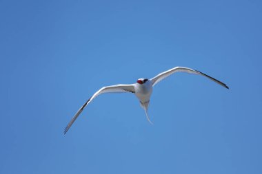 Kırmızı gagalı tropik kuş (Phaethon aethereus) Güney Plaza Adası yakınlarında, Galapagos Ulusal Parkı, Ekvador.