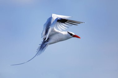 Kırmızı gagalı tropik kuş (Phaethon aethereus) Güney Plaza Adası yakınlarında, Galapagos Ulusal Parkı, Ekvador.