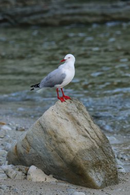 Kaikoura Yarımadası, South Island, Yeni Zelanda bir kayaya oturan kırmızı gagalı martı. Yeni Zelanda için yerel bir kuştur.