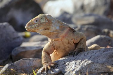 Barrington land iguana (Conolophus pallidus) on Santa Fe Island, Galapagos National Park, Ecuador. It is endemic to Santa Fe Island.