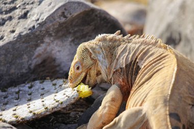 Barrington arazi iguanası (Conolophus pallidus) kaktüs yiyor, Santa Fe Adası, Galapagos Ulusal Parkı, Ekvador. Santa Fe Adası 'na özgü..